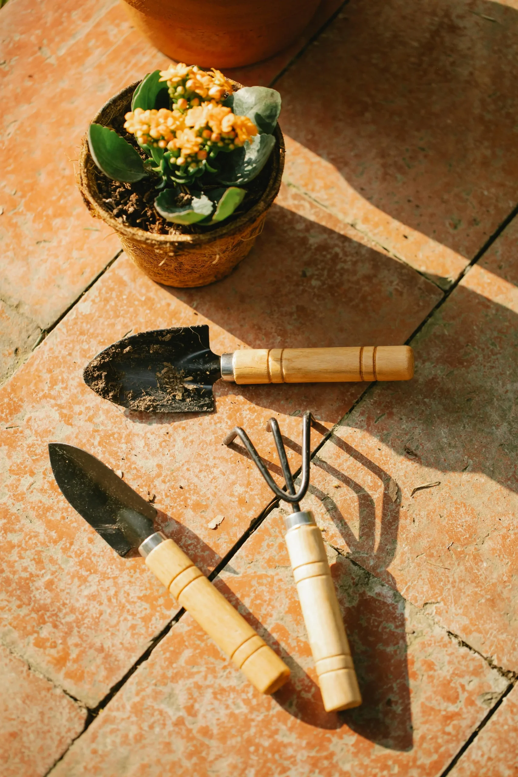 Outdoor & Garden
